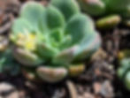 Graptovedum - Gwendolene (Calara Hybrid)