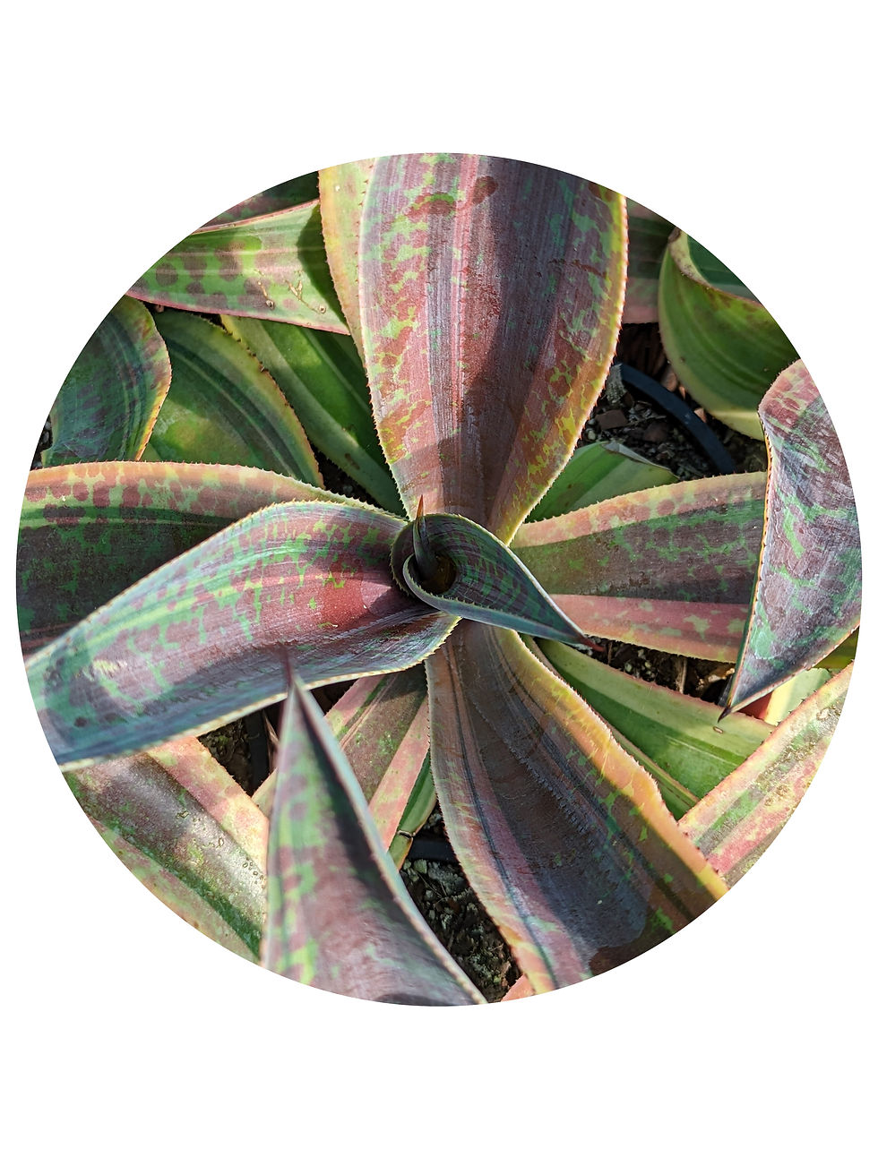 Agave (formally Mangave) - Mission to Mars