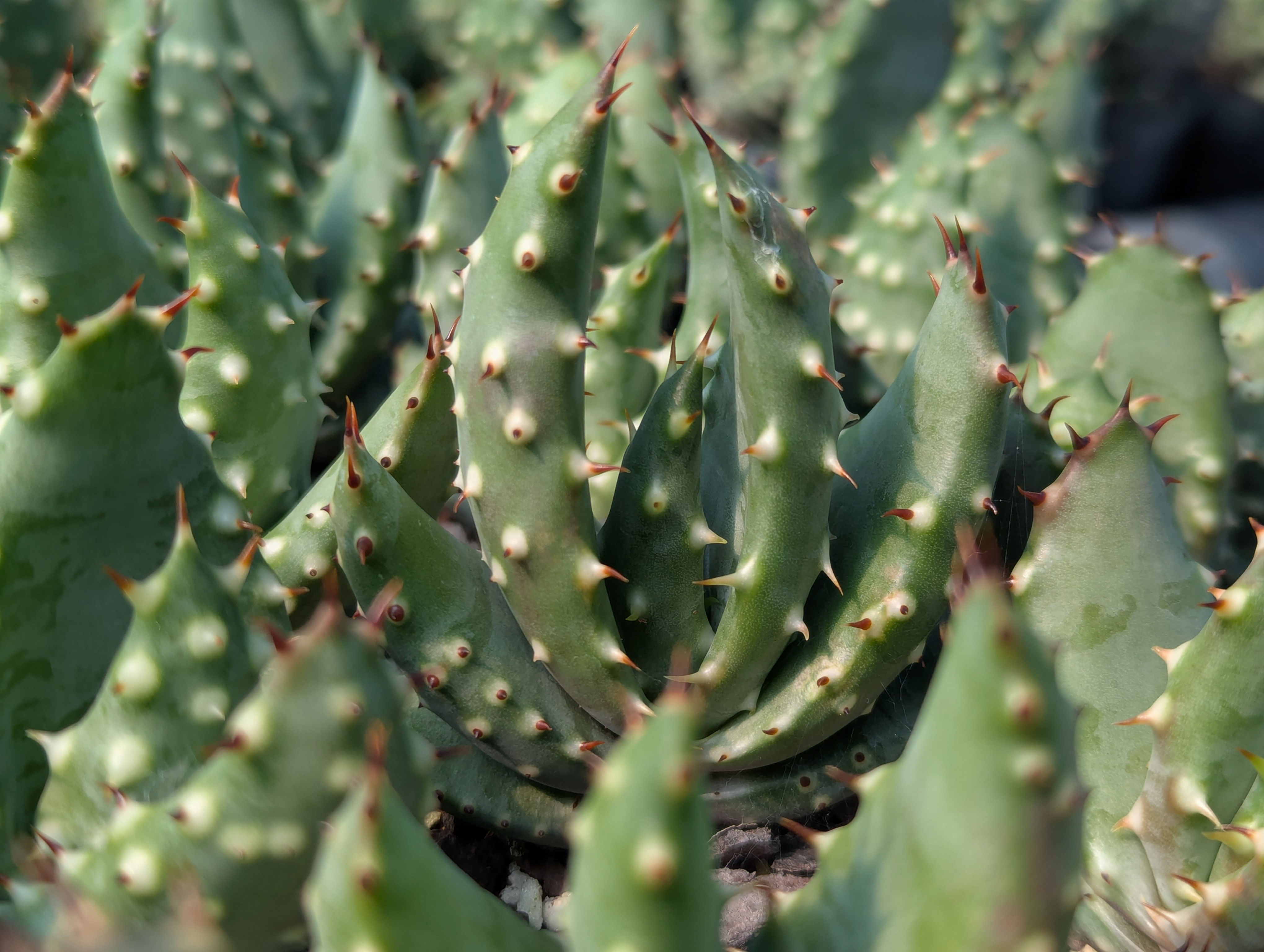 Aloe - Aculleata
