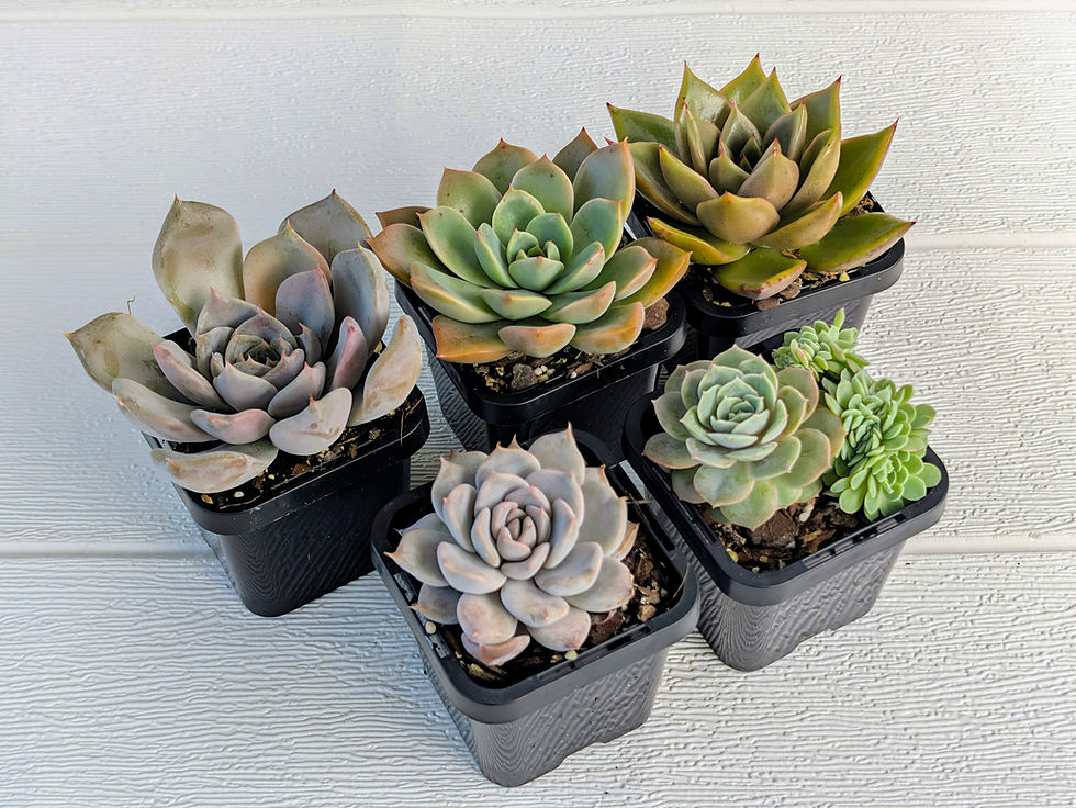 Calara Hybrid Value Pack #2 | Marketplace Sales