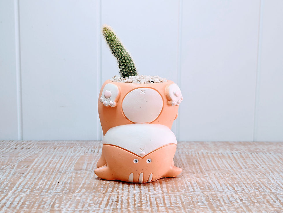Dorito Cleistocactus Cat Planter