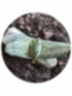 Gasteria - Marble Variegated
