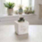 Free Hugs | Cacti Arrangement