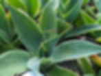 Agave - Blue Flame Variegated