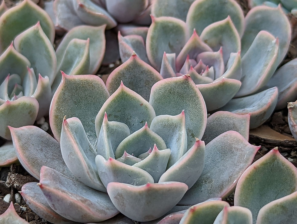 Echeveria - Orion