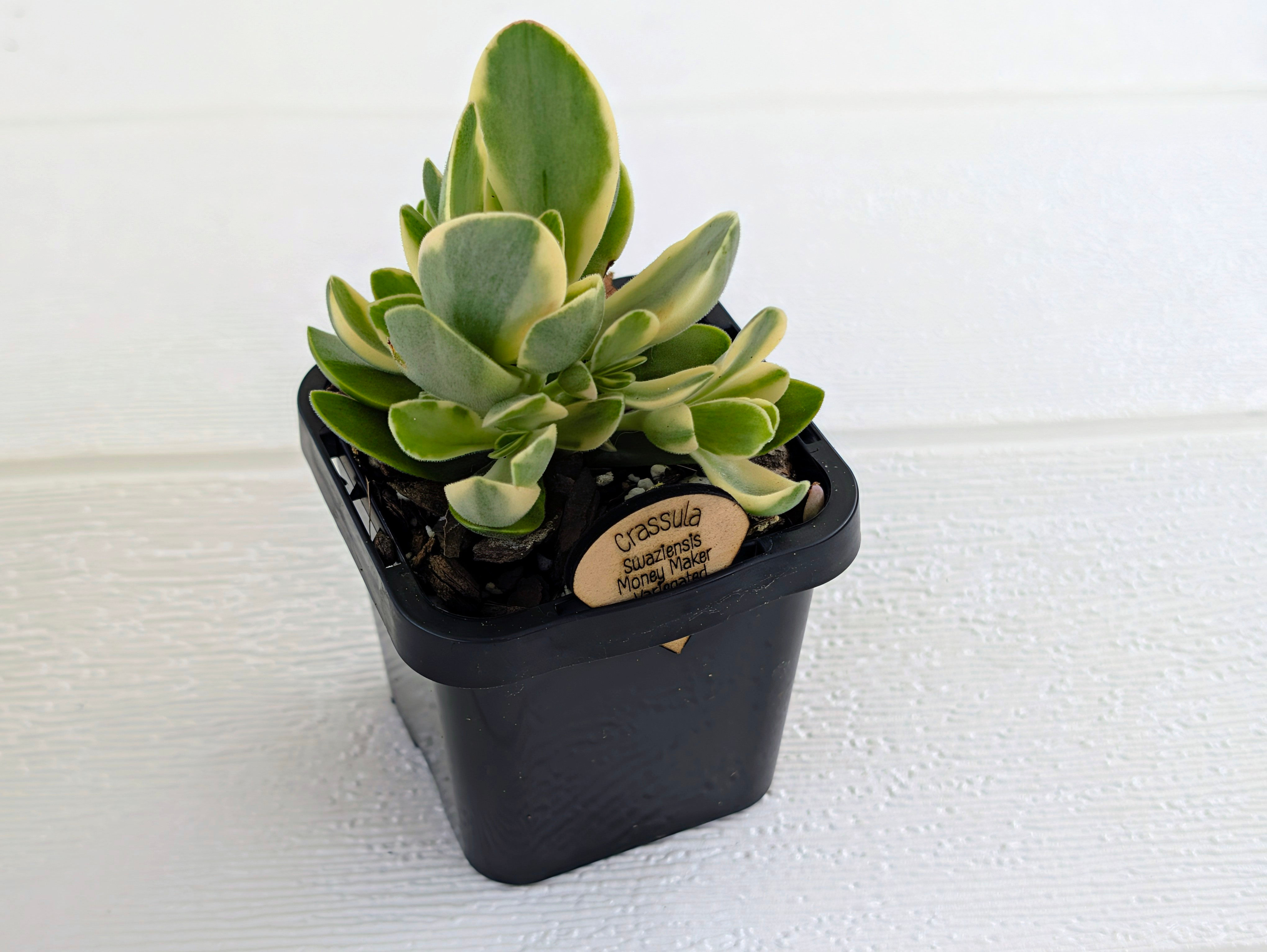 Crassula - Swaziensis Money Maker Variegated | Marketplace Sales