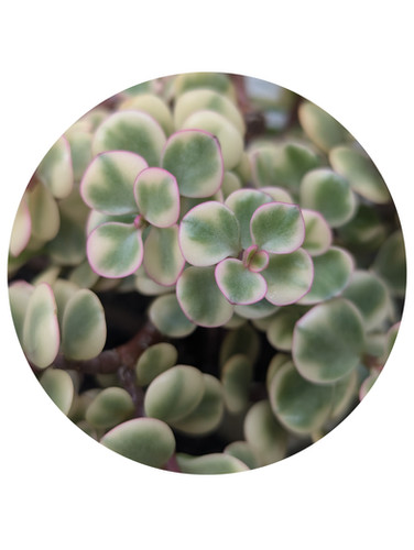 succulent pots bulk Bulk Small White Succulent Favors for Weddings, Events, Gifts