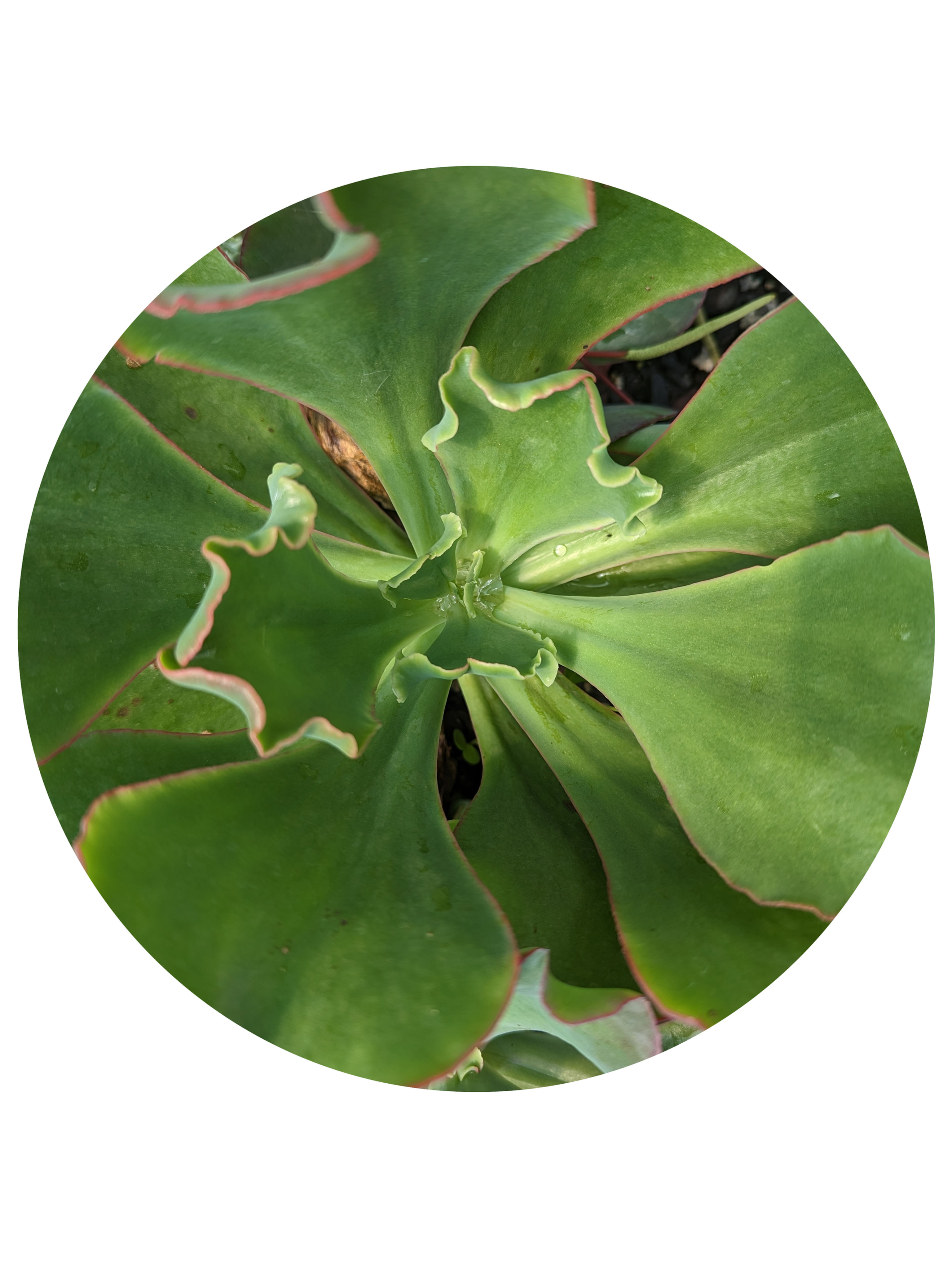 Echeveria - Mauna Loa