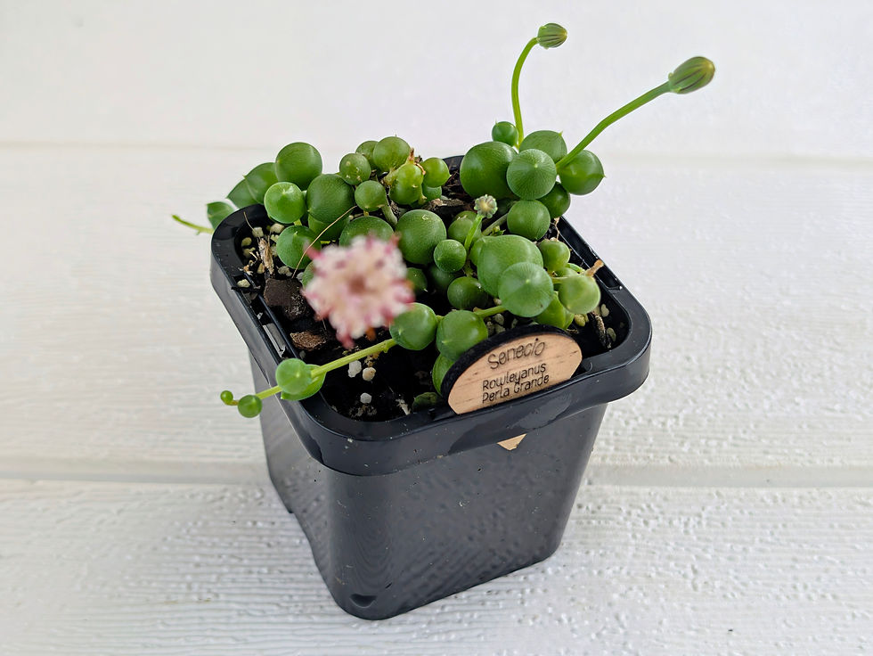 Senecio - Rowleyanus String of Pearls Variegated | Marketplace Sales