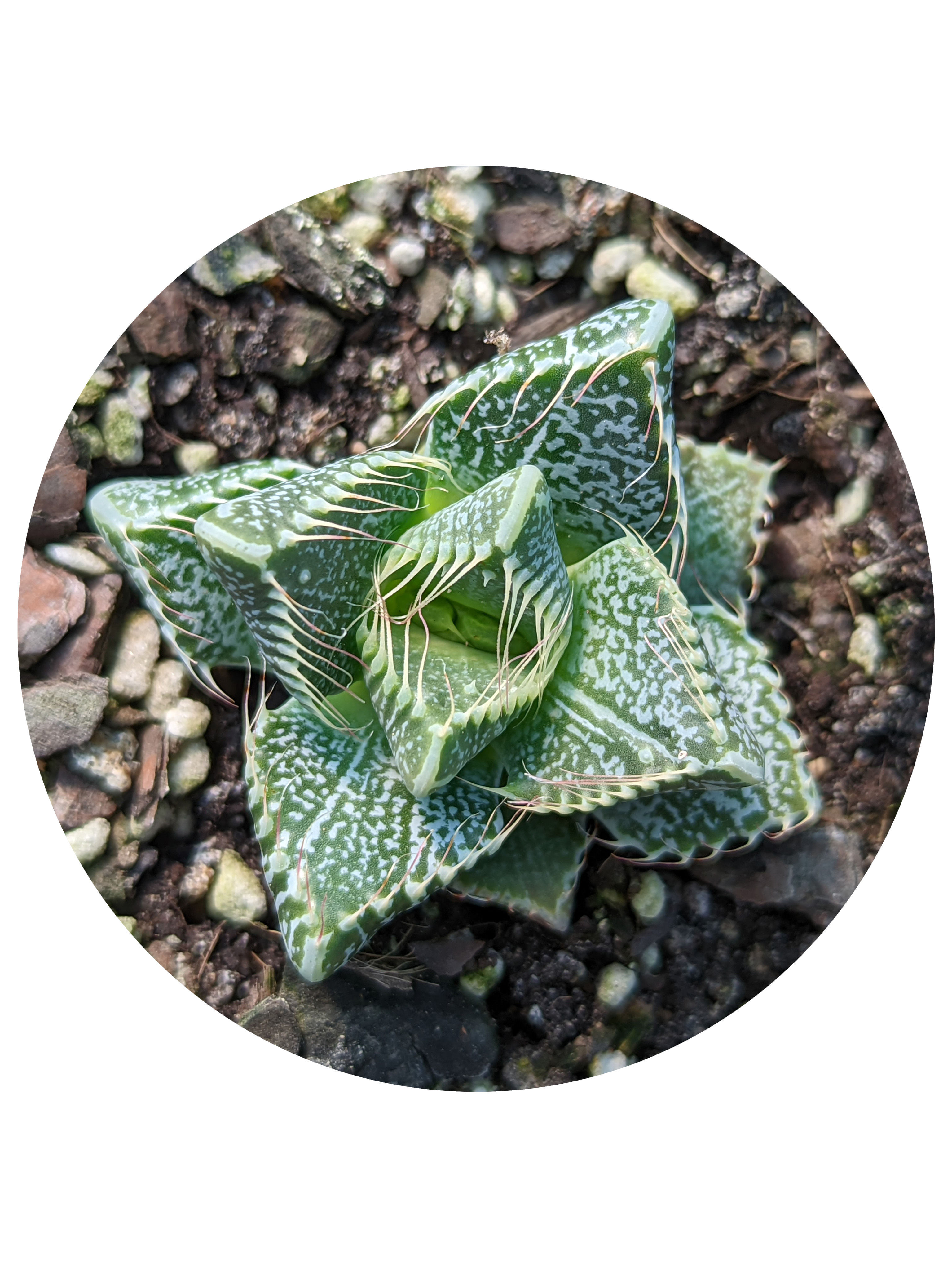 Faucaria - Tiger's Jaw