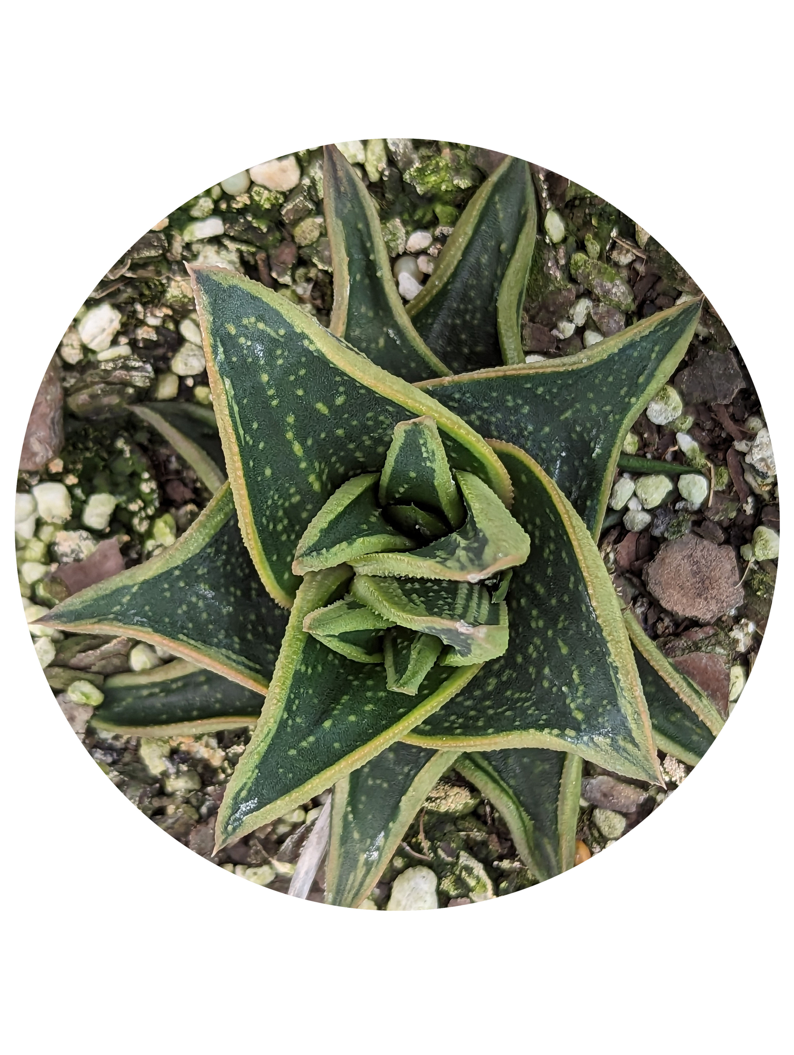 Gasteraloe - New Dawn