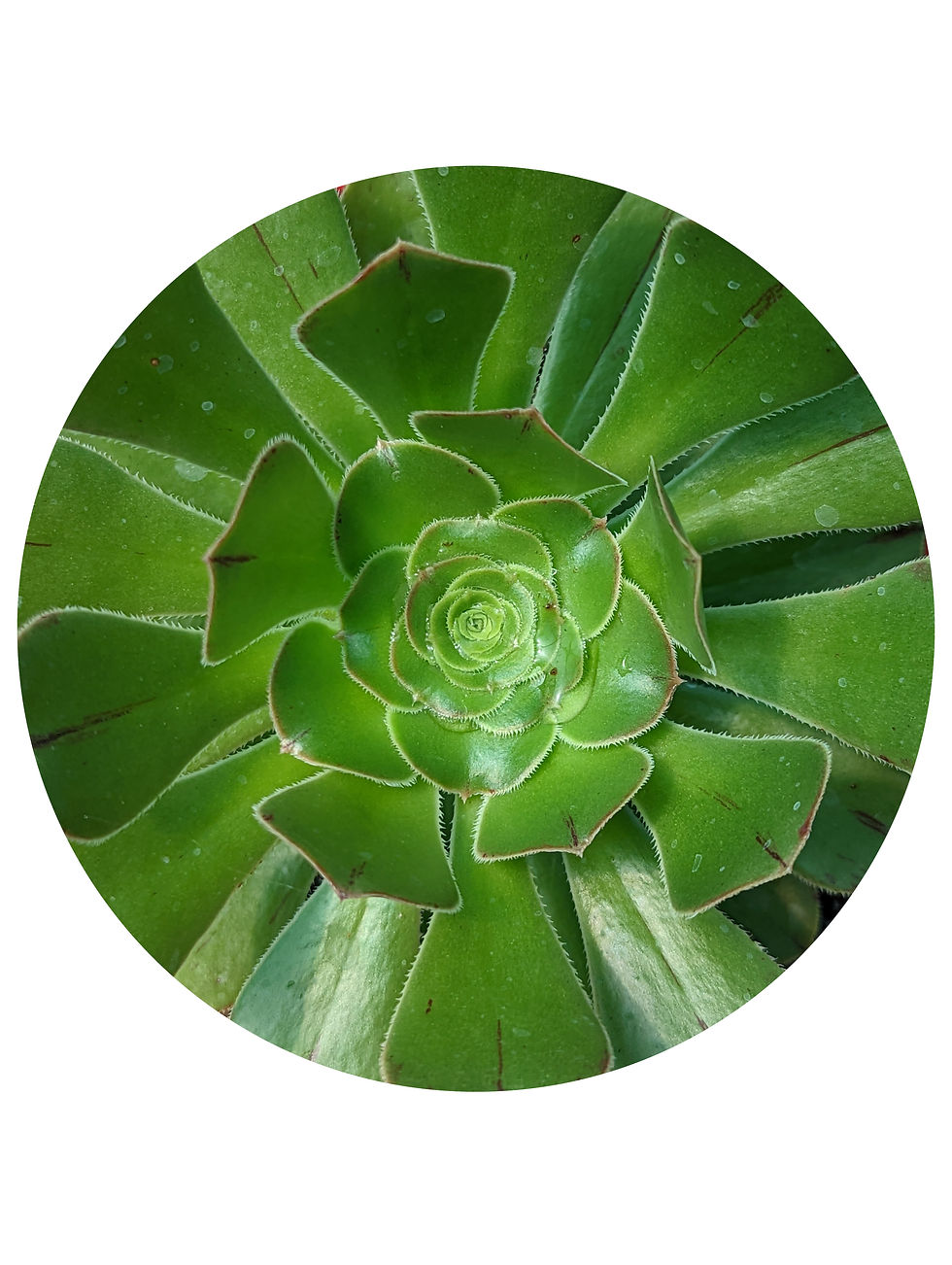 Aeonium - Atropurpureum Lime Green