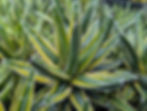Agave -  Victoria Reginae Golden Princess