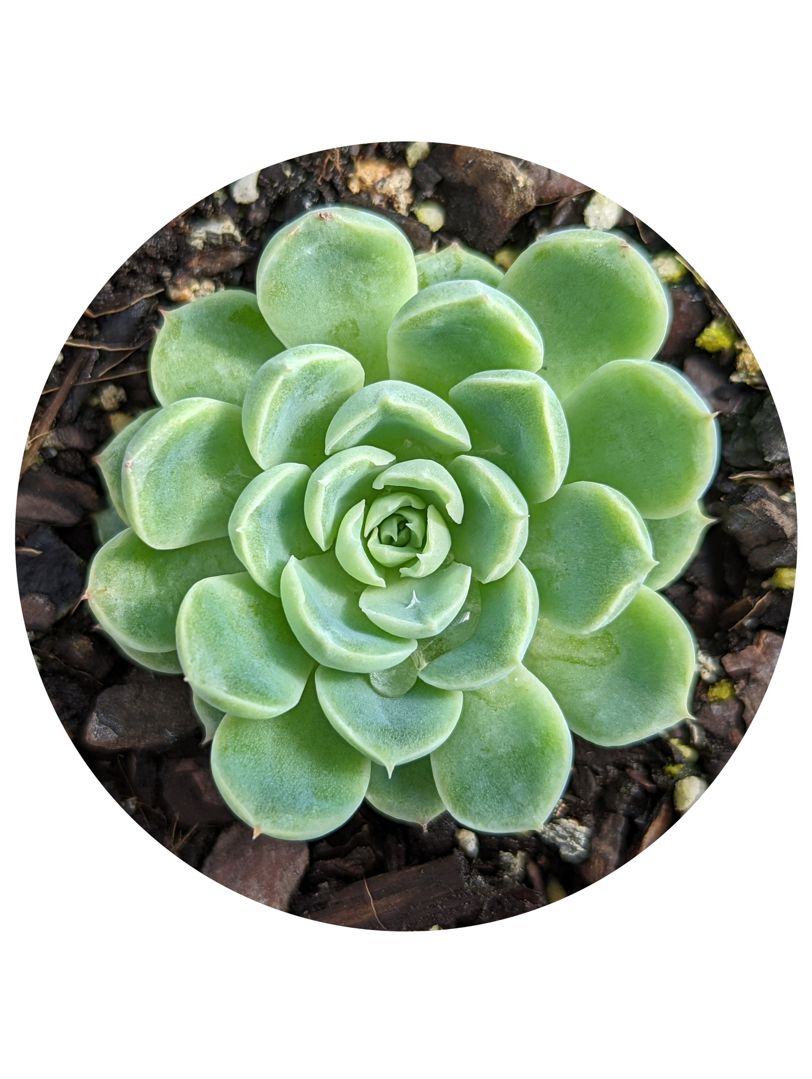 Echeveria - Potosina