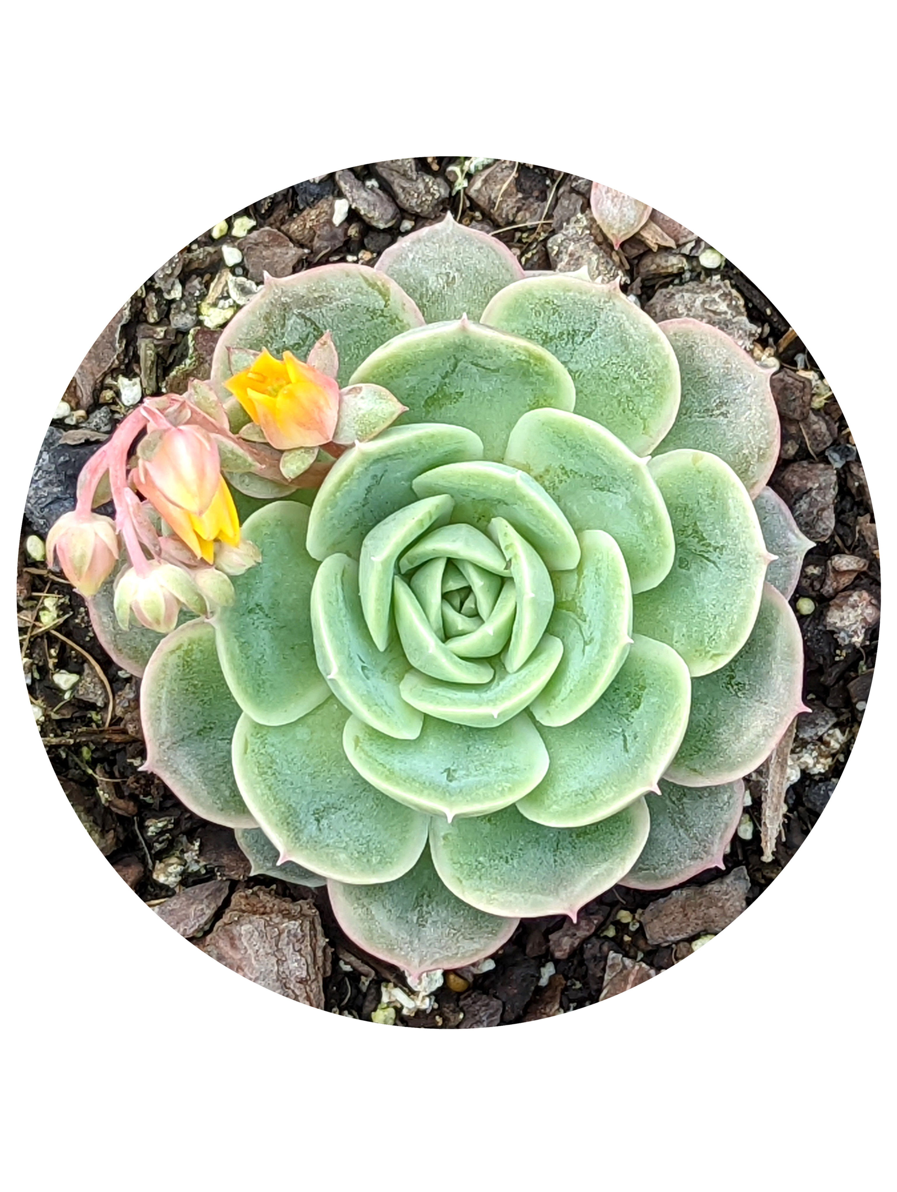 Echeveria - Onslow