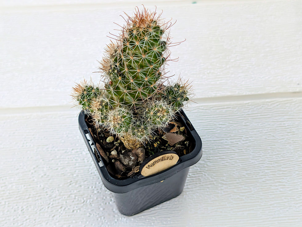 Mammillaria | Marketplace Sales