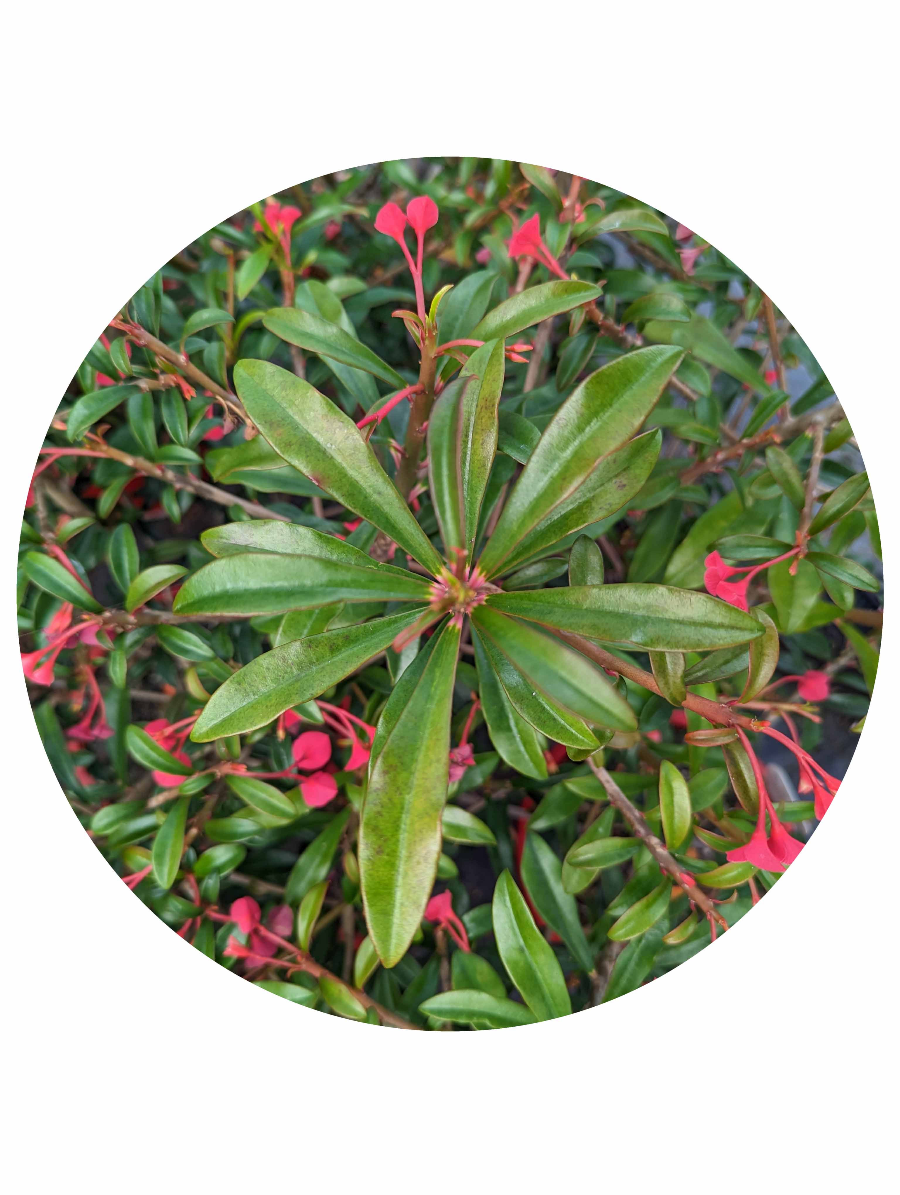 Euphorbia - Cotton Candy