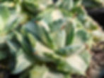 Agave - Verschaffeltii Minima Variegated