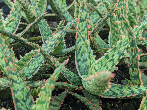 Aloe - Fish Series Piranha (Hybrid) | Happy Succas