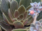 Echeveria - Rosularis (Calara Hybrid)