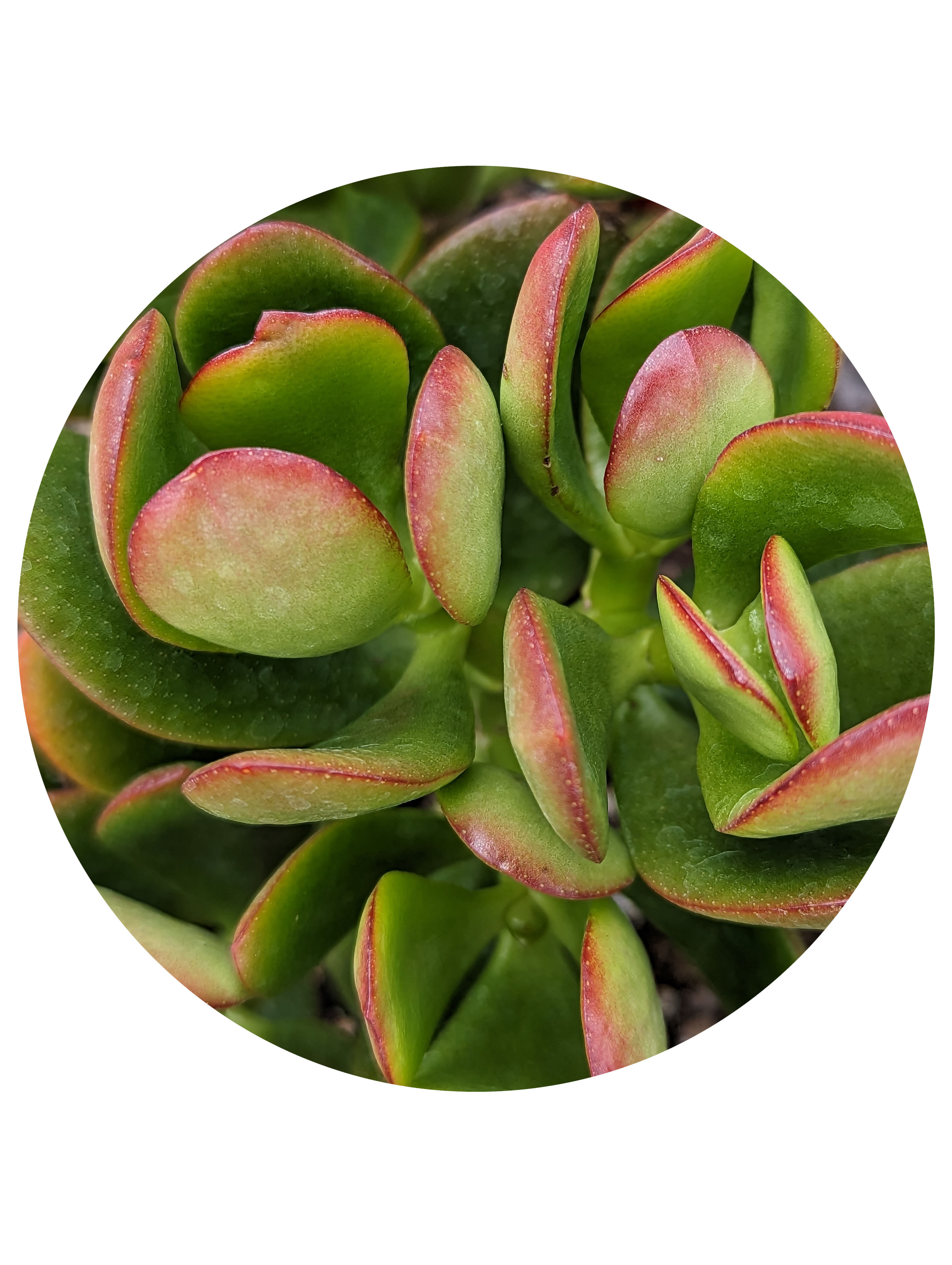 Crassula - Ovata Crosby's Red