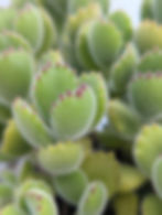 Cotyledon - Tomentosa Bear's Paws