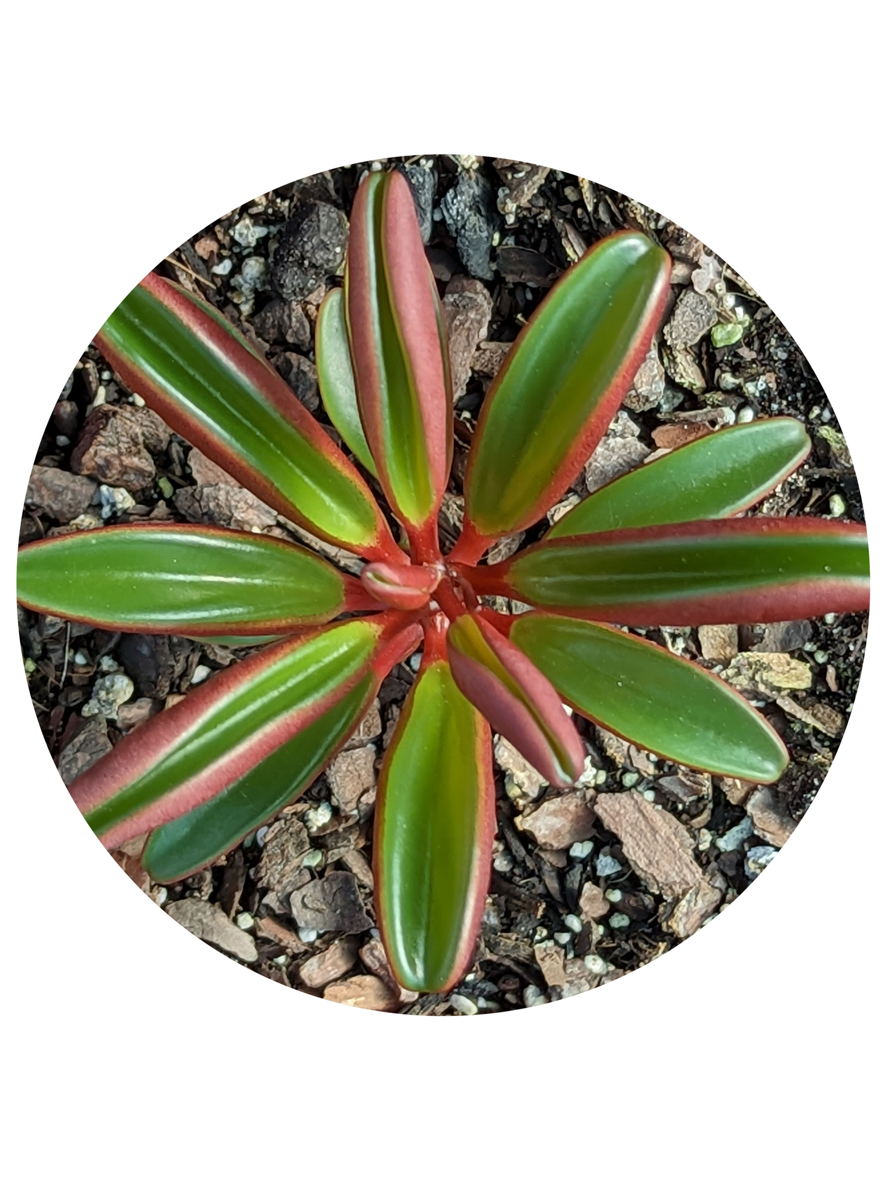 Peperomia - Graveolens aka Ruby Glow Peperomia or Ruby Peperomia