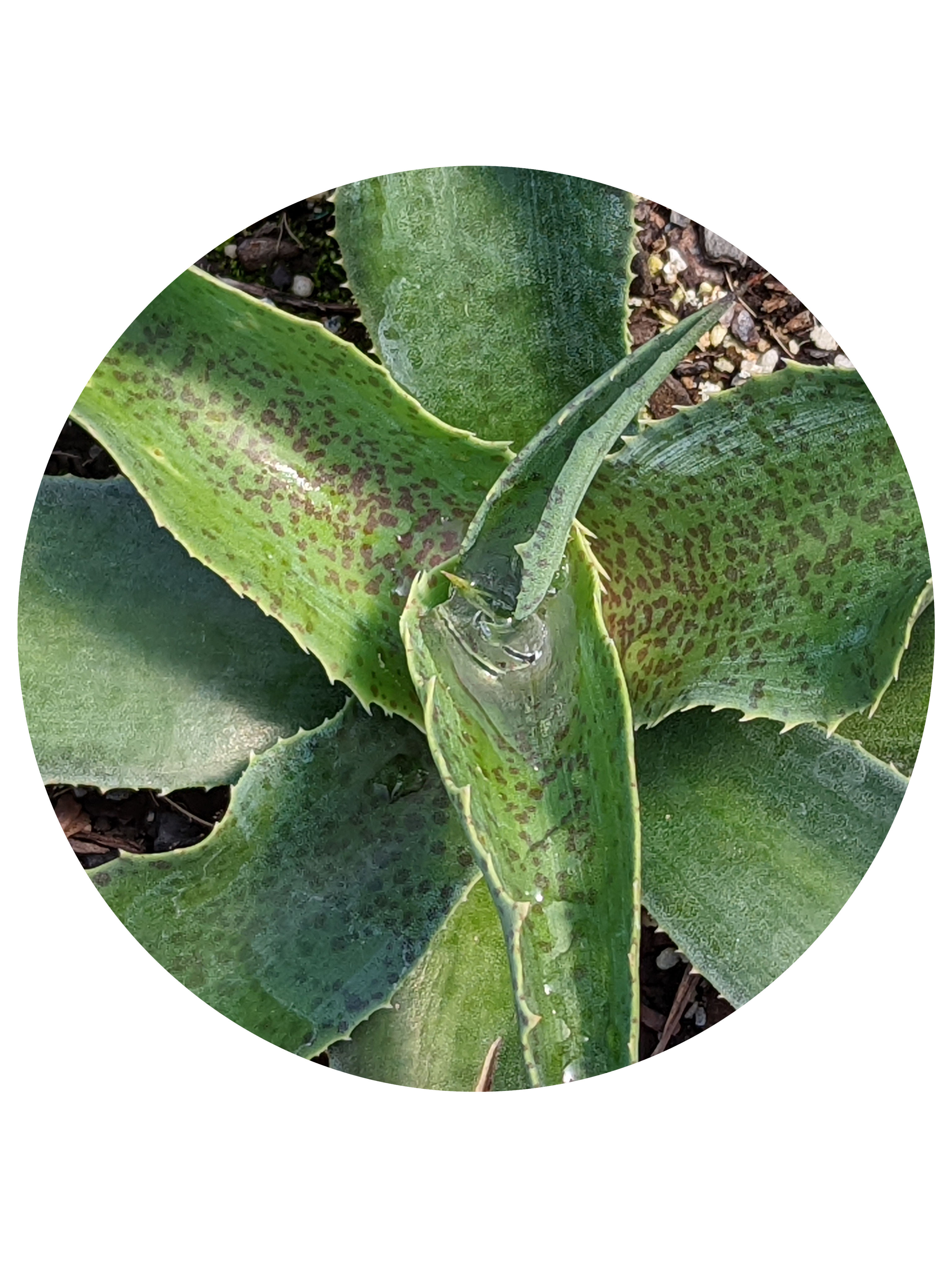 Agave (formally Mangave) - Falling Waters