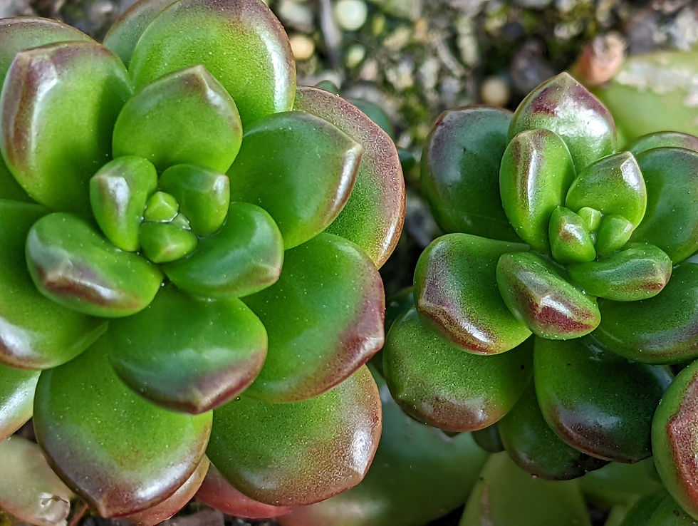 Sedum - Lucidium Giant Jellybean