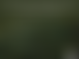 OTTAWA NATURAL CHRISTMAS TREE DISPOSAL SITE FOR 2025/2026