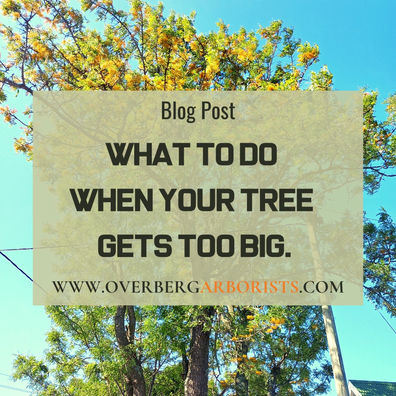 What to do when your tree becomes too big