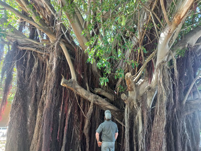 Frequently Asked Questions about Overberg Arborists’ Tree Service