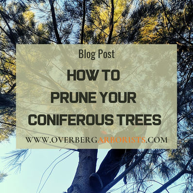 How to prune your conifers