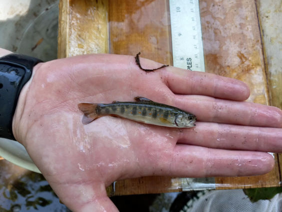 Young of the year trout Dakin Creek.jpeg