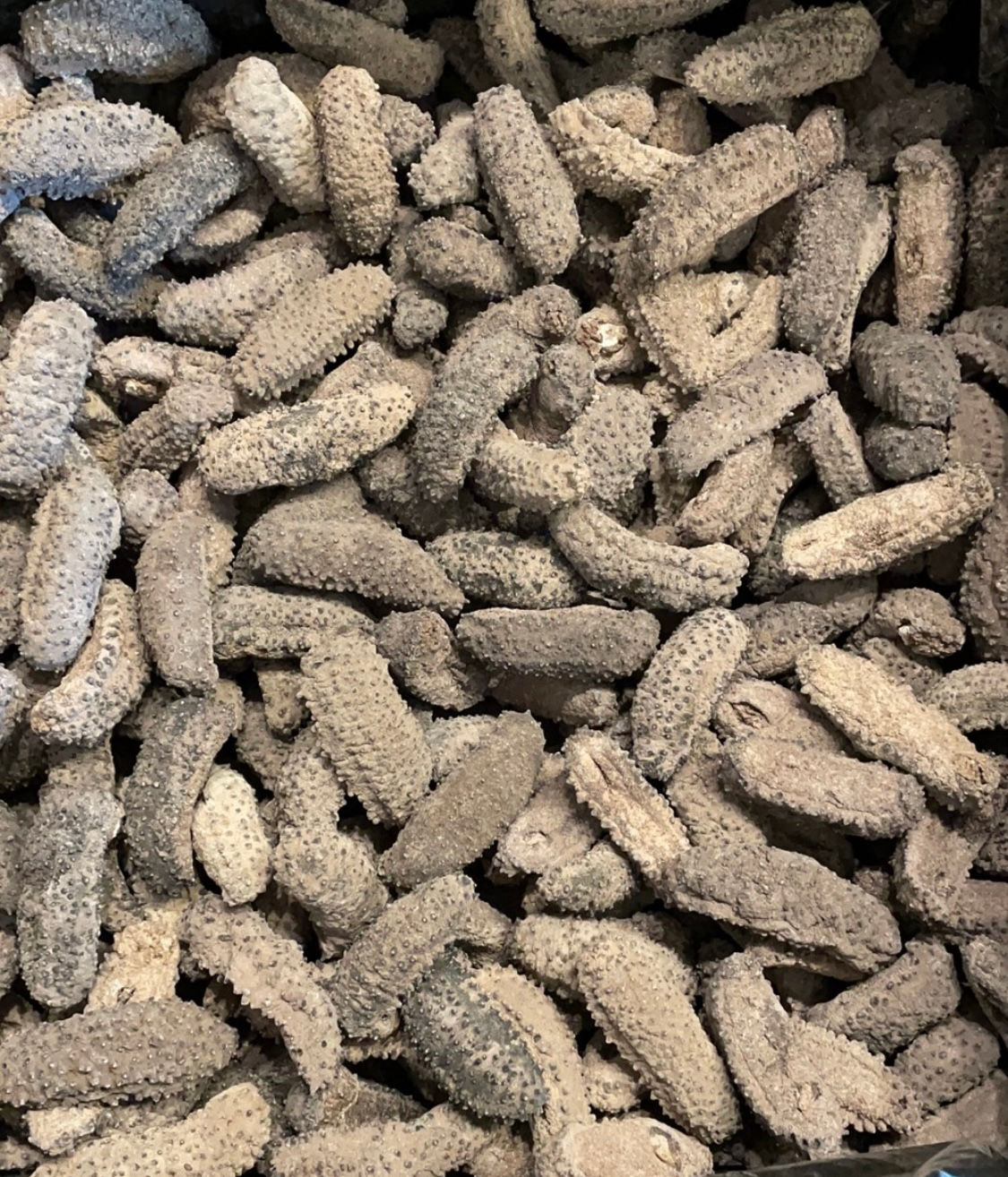 墨西哥腰參 18-22頭(1磅/Lb)