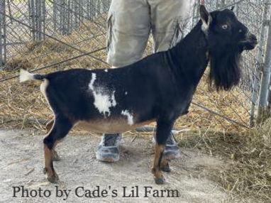 cade's lil farm bd axel_edited.png