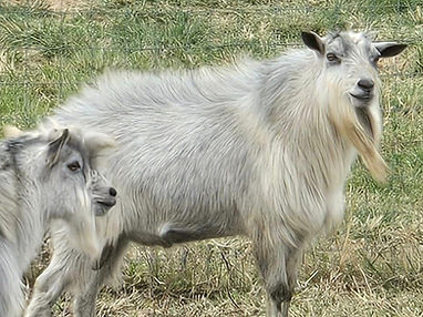 Bramon Acres Silver Khal