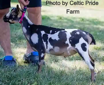 Celtic Pride Liam_edited.jpg