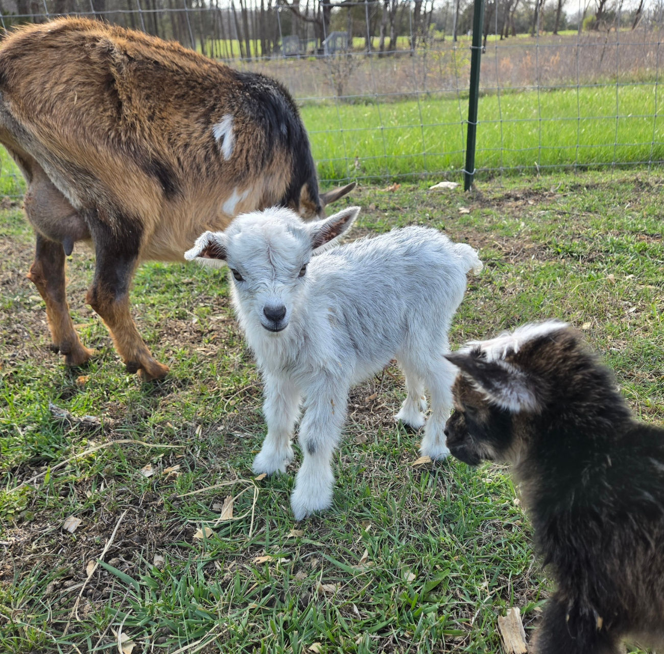 V16 Doeling