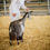 Thumbnail: Bramon Acres Silver Khaleesi and Buckling
