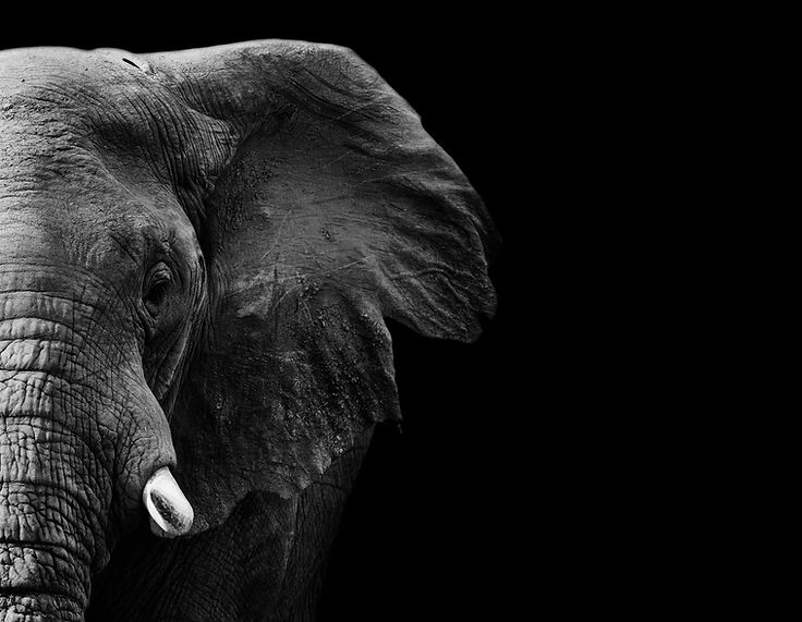 powerful image of an Elephant in black and white.jpg