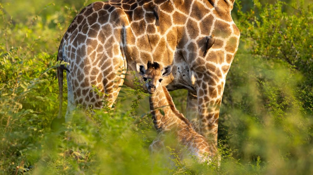 Giraffe family in the green bush at Lion Sands Game Reserve