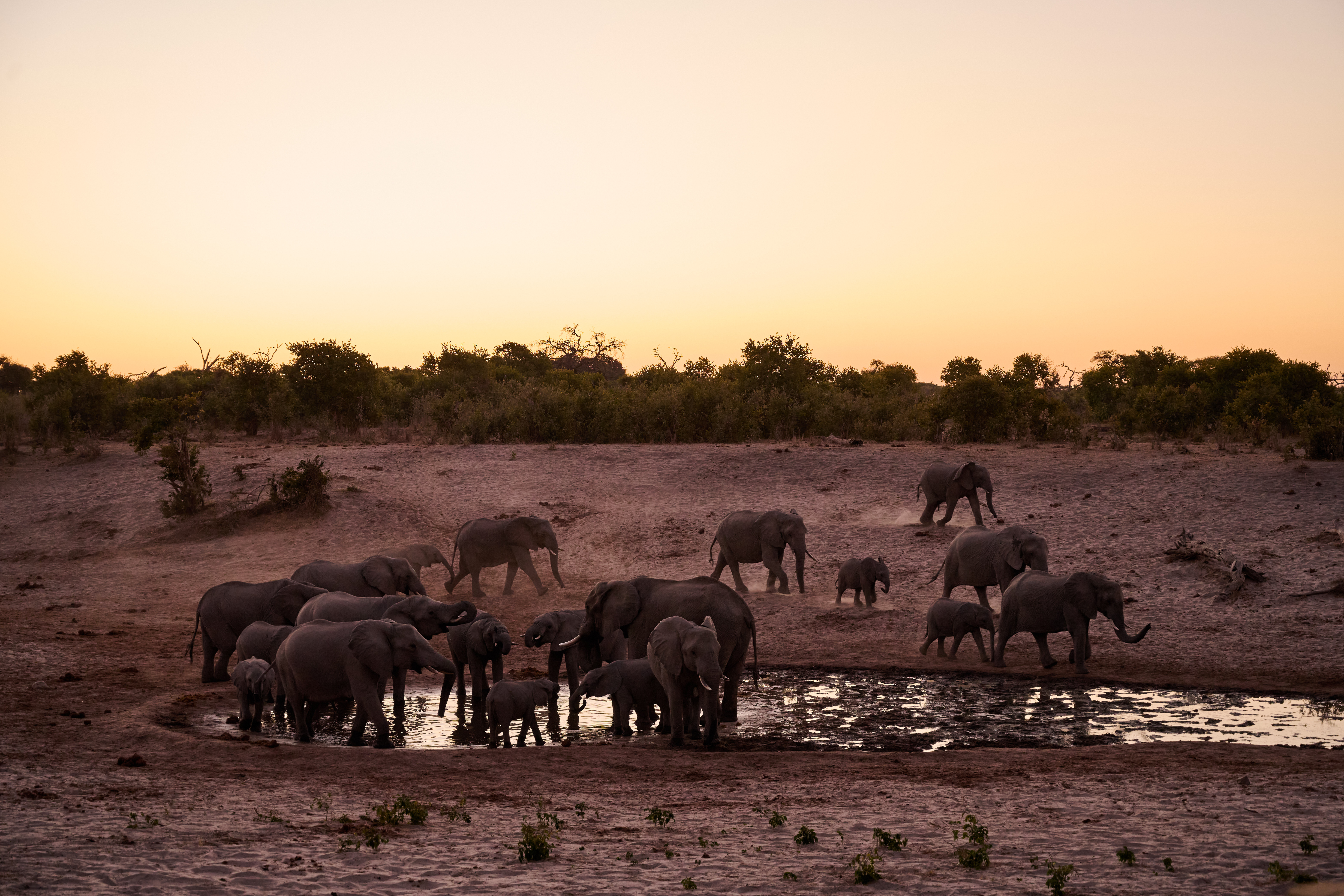 Botswana landscape for Jeremy Lipking's art safari