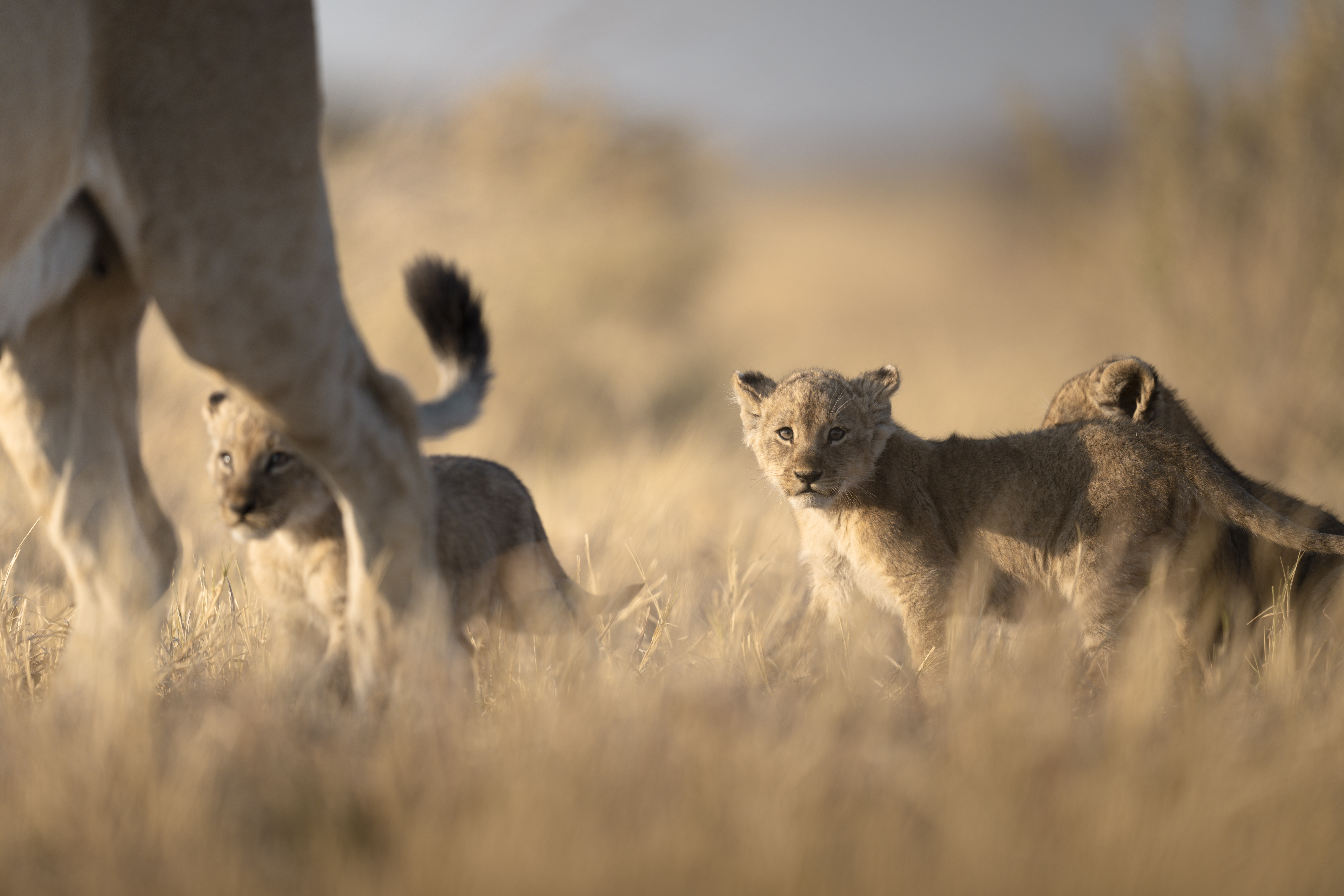 Greater Kruger landscape for Mark McKenna's art safari