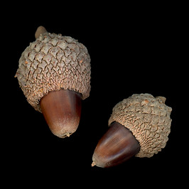 acorn_02.jpg