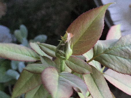 pilatesustudio a-kotori コンセプト