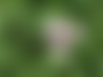 大地の優しさを足裏に受けて 歩き方実践レッスン♪