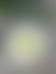 פסטה מכבי חיפה