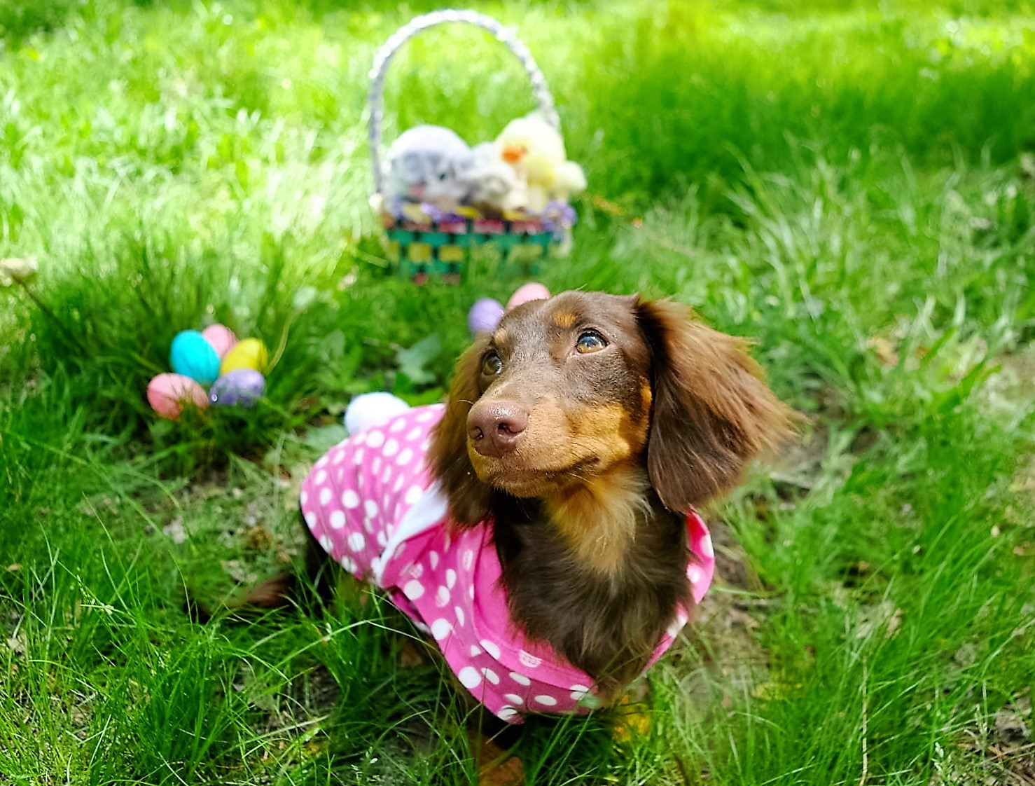 Dachshunds Arkansas Home