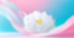 Snow Lotus Flower.jpg